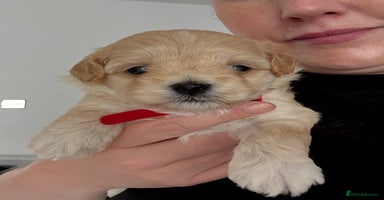 Maltipoo dogs - Advert 12