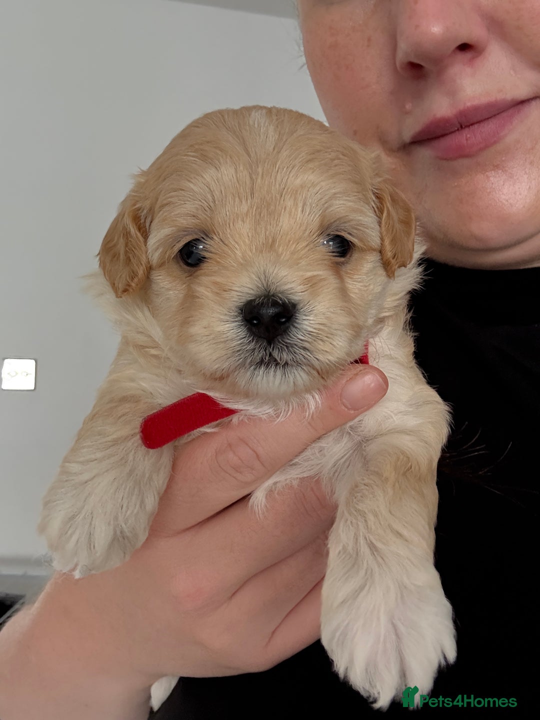 Maltipoo dogs for sale: Beautiful Male Maltipoo F1 Pups - Image 2