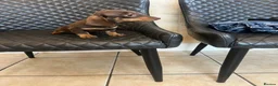 Dachshund dogs for sale: Dachshund puppies  - Advert 5