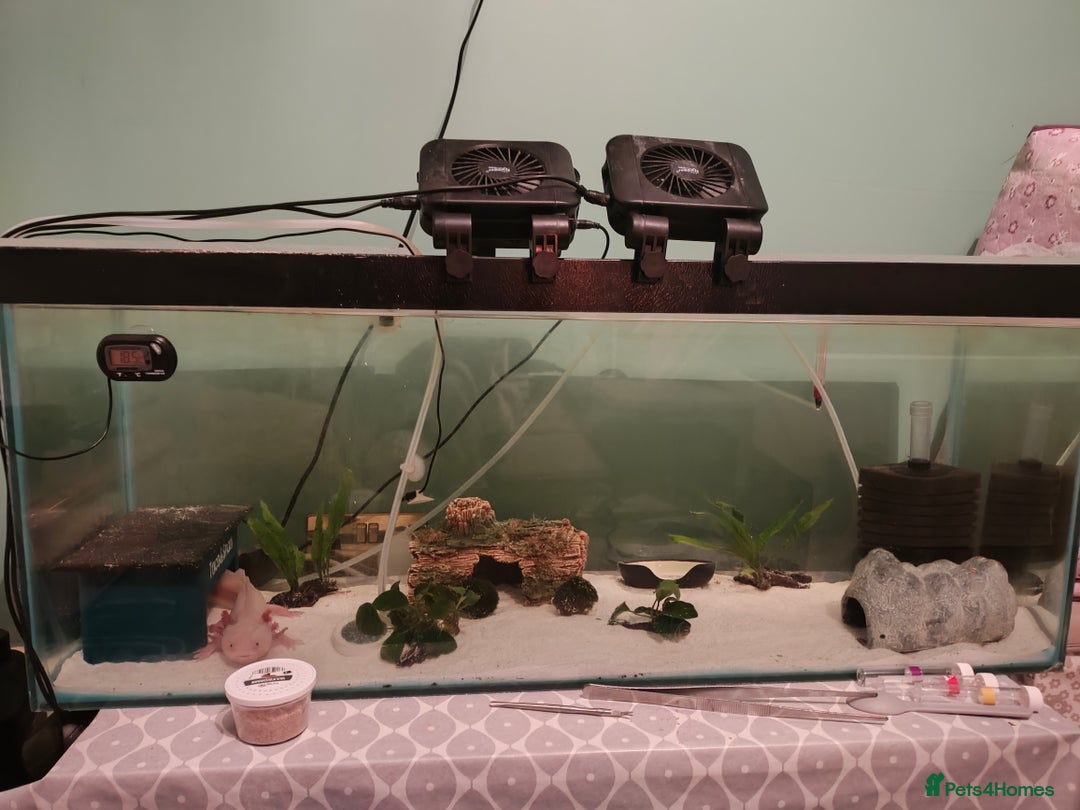 Axolotl reptiles for sale: 2 year old healthy male with all set - Image 3