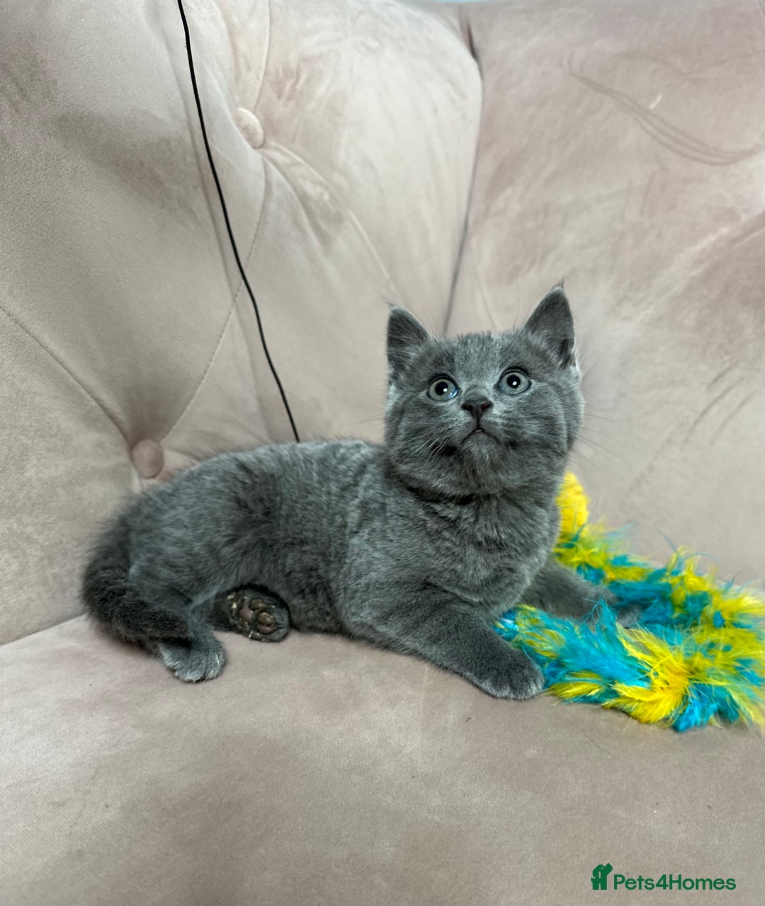 Russian Blue cats for sale: Last gorgeous male Russian blue  - Advert 6