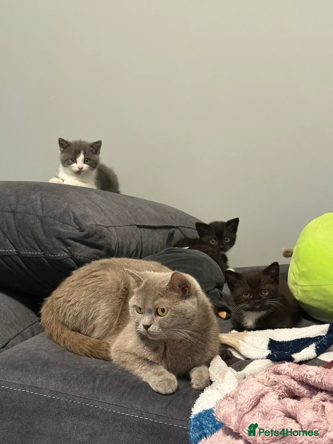 Mixed Breed cats for sale: Chocolate mixed breed - Advert 1