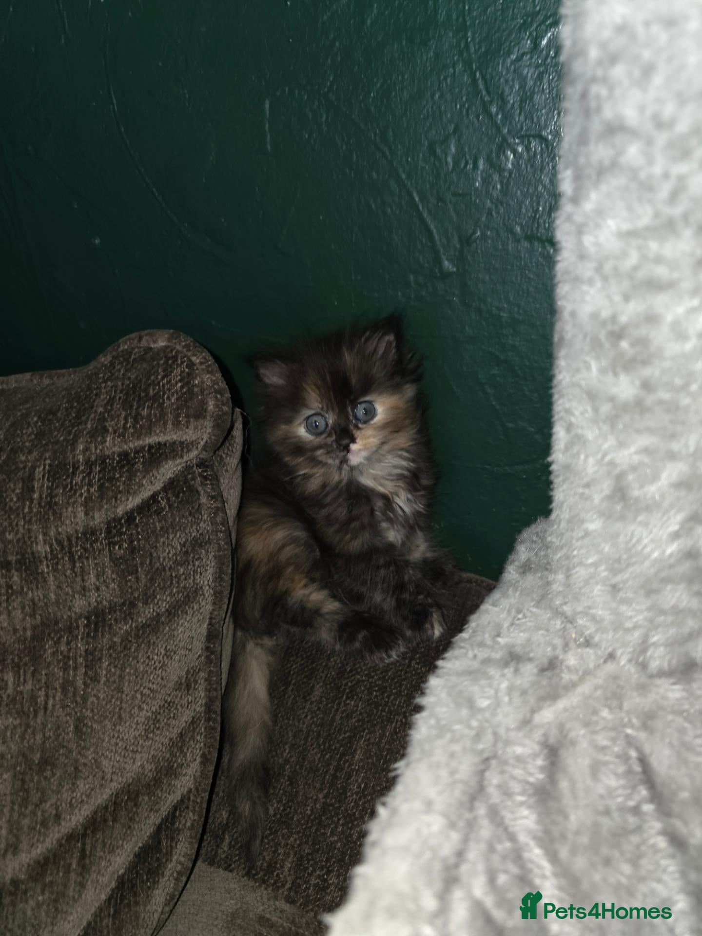 Maine Coon cats for sale: 3/4 mainecoon x ragdoll polydactyl  - Advert 2