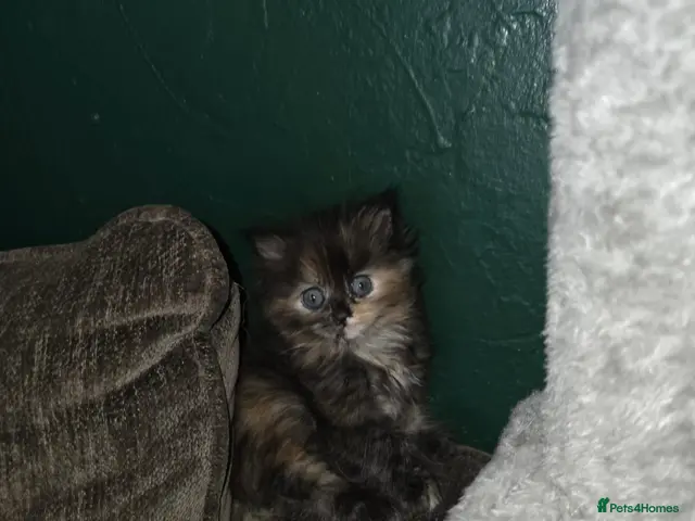 Maine Coon cats for sale: 3/4 mainecoon x ragdoll polydactyl - Advert 2
