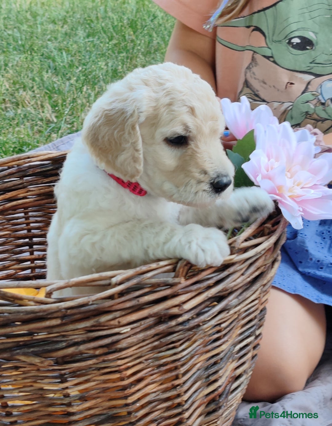 Standard Poodle dogs for sale: Lovely Standard Poodles puppies - Image 4