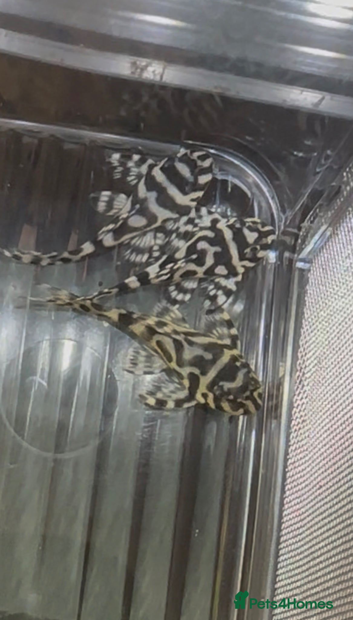 Plecos fish L236 Hypancistrus  - Advert 1