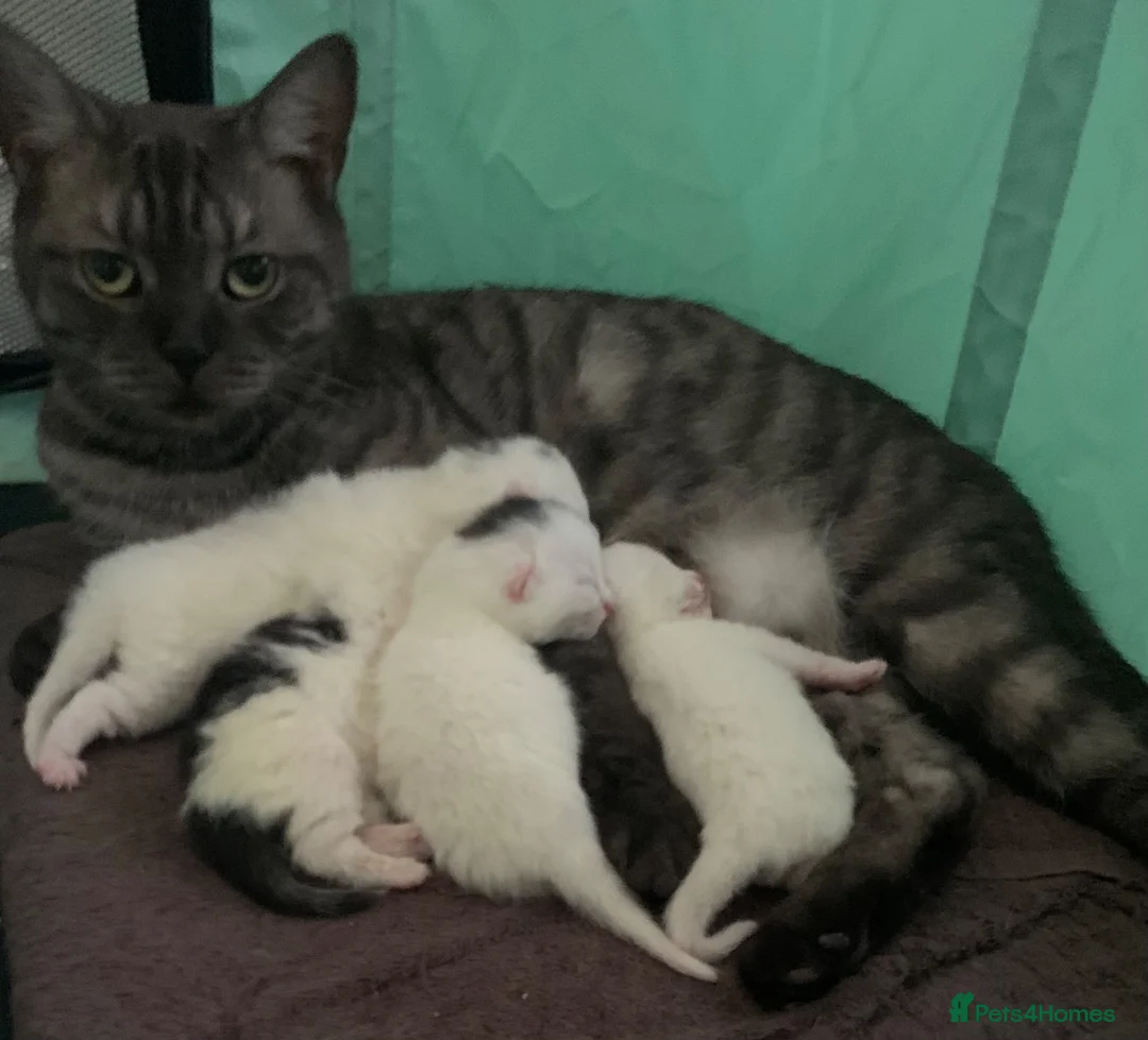 British Shorthair cats for sale: British shorthair cross in Luton - Advert 1
