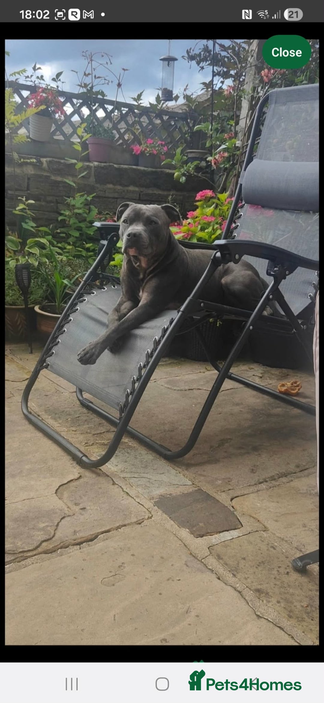 Staffordshire Bull Terrier dogs for sale: Chunky stuffy pups - Advert 3