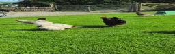 Chickens poultry for sale: Lavender chickens  - Advert 5
