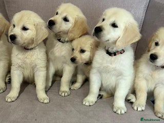 Golden Retriever dogs - Advert 27