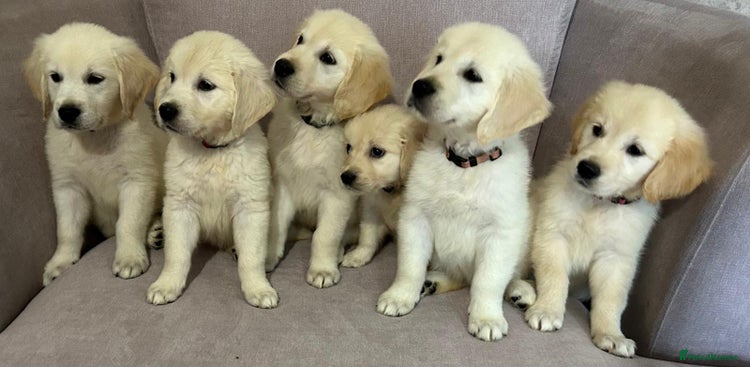 Golden Retriever dogs - Advert 13