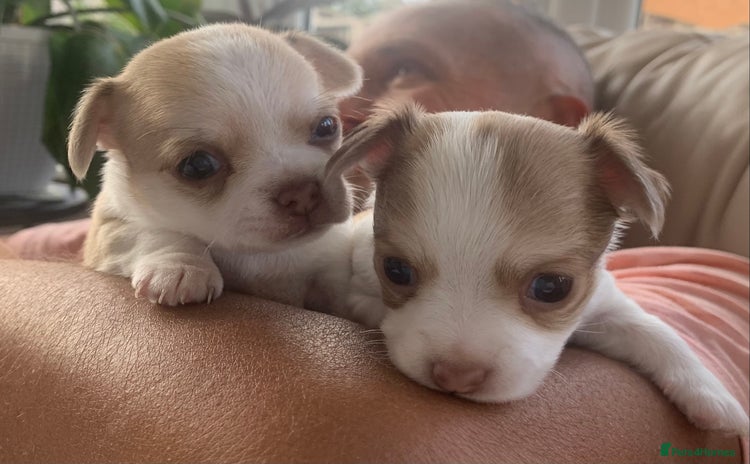 Chihuahua dogs - Advert 4