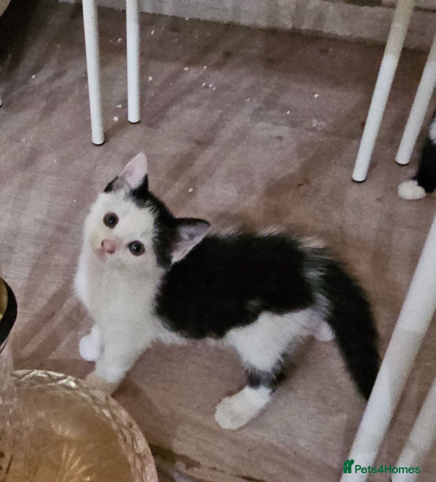 Mixed Breed cats Ready to go heart melting kittens  - Advert 2