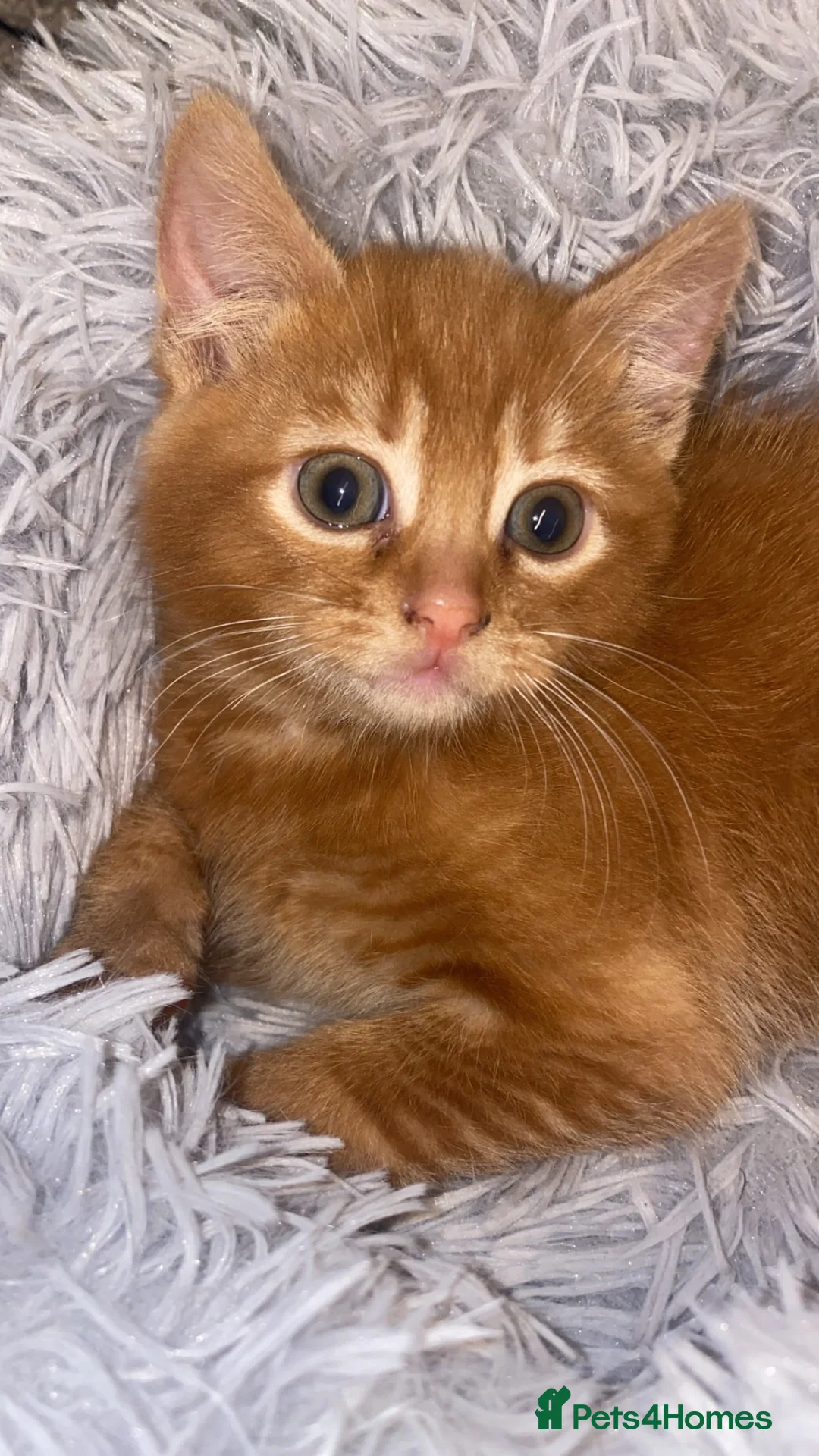 Mixed Breed cats for sale: Fluffy dark ginger kitten looking for new home 🏡 - Advert 5