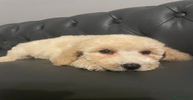 Cockapoo dogs - Advert 12
