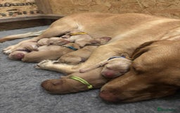 Springador dogs for sale: Labrador puppies (red/copper). Health checked.  - Image 16