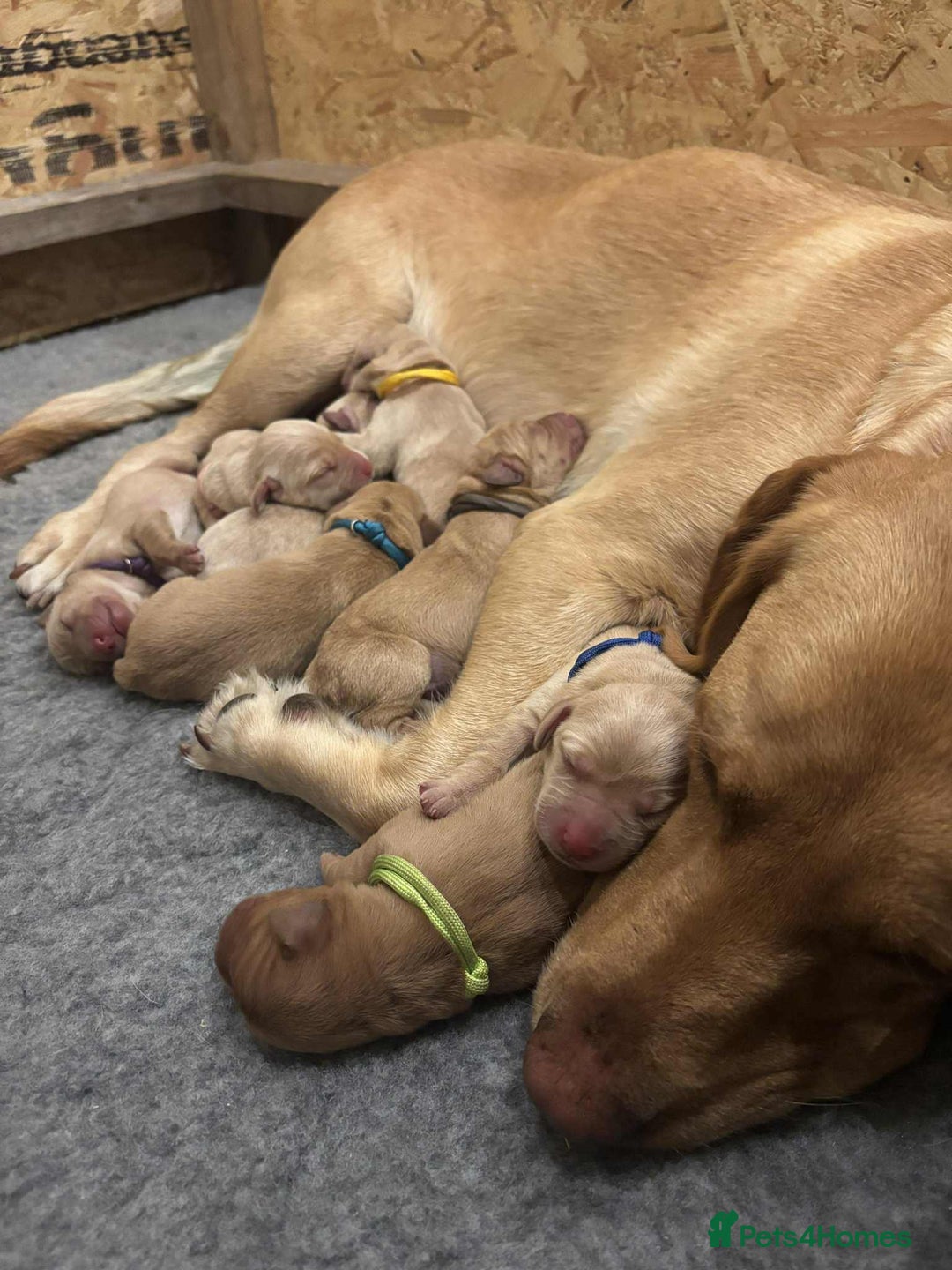 Springador dogs for sale: Labrador puppies (red/copper). Health checked.  - Image 16