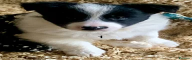 Border Collie Puppy 1