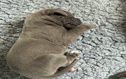 Great Dane dogs for sale: 7 chunky Great Dane puppies  - Image 8