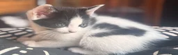 Domestic Shorthair cats for sale: Adorable Kittens 🐱 💕💙 in Dereham - Advert 3