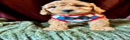 Cavapoo dogs for sale: Real Life Teddys Looking for love  - Advert 18