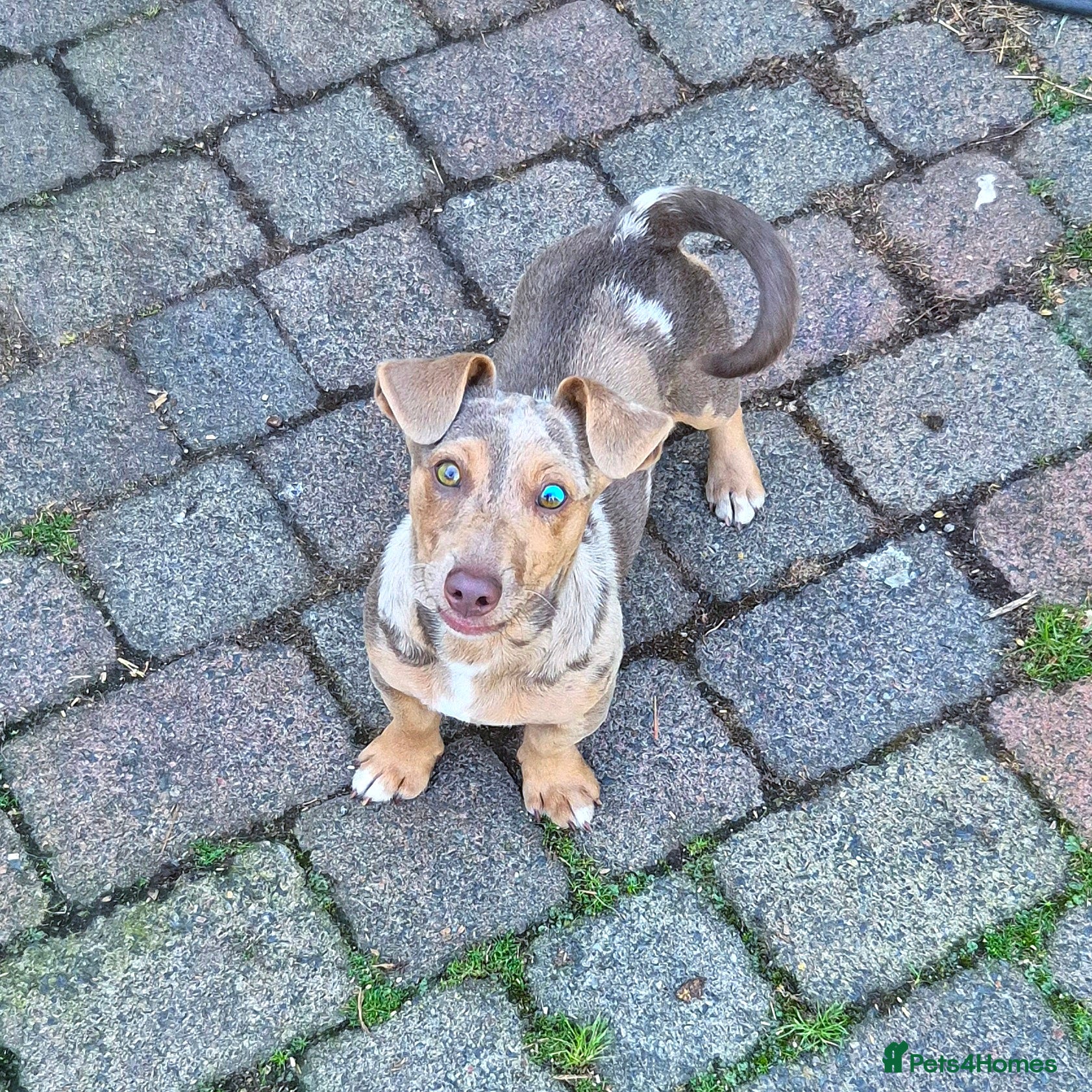 Jack Russell dogs Miniature JRT Stud - Dilute Merle  - Advert 6