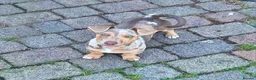 Jack Russell dogs for stud: Miniature JRT Stud - Dilute Merle  - Advert 1