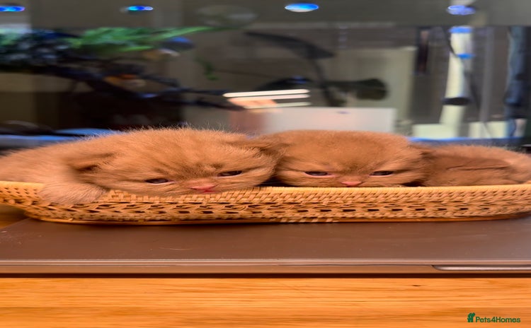 British Shorthair cats - Advert 6