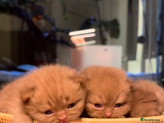 British Shorthair cats - Advert 1