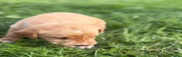 Labrador Retriever dogs for sale: Labrador Puppies for sale - Advert 4