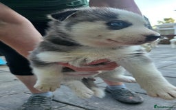 Siberian Husky dogs for sale: Siberian husky pups  - Image 6