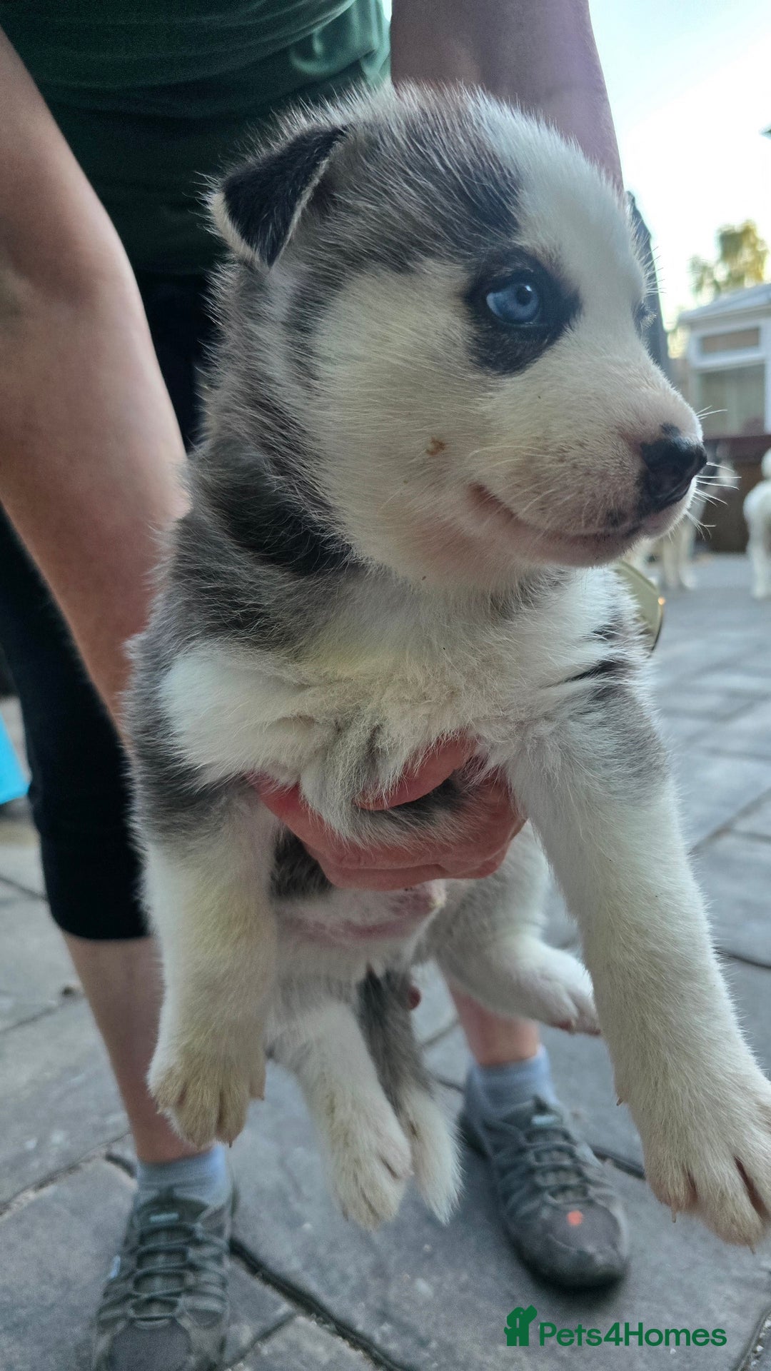 Siberian Husky dogs for sale: Siberian husky pups  - Image 6