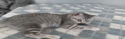 British Shorthair cats for sale: Beautiful British Shorthair female kitten - Advert 3