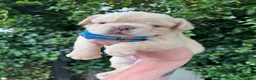 French Bulldog dogs for sale: BEAUTIFUL FLUFFY FRENCH BULLDOG PUPPIES - Advert 9