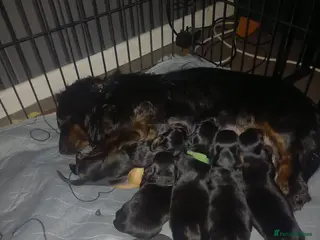 Miniature Dachshund dogs Longhaired miniature dachshund pups - Advert 11