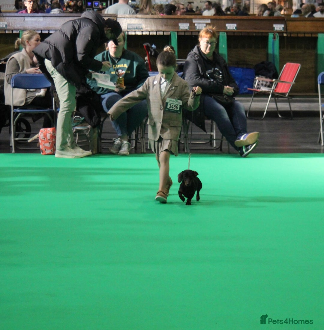 Miniature Dachshund dogs for sale: Show Quality IVDD screened KC Reg Mini Smooths  - Advert 6