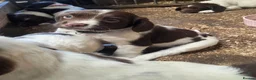 English Springer Spaniel dogs for sale: Farm bred springer spaniel puppies - Advert 9