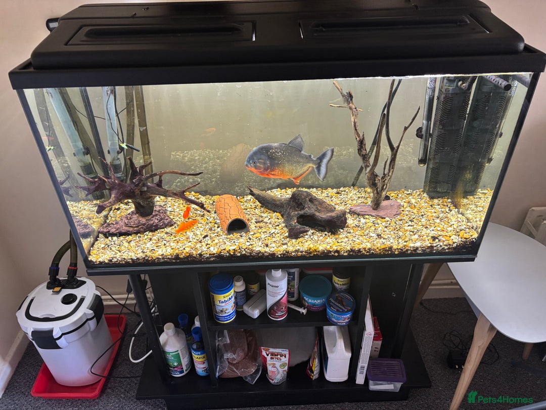 Piranhas fish for sale: Red bellied pirahna - Image 5