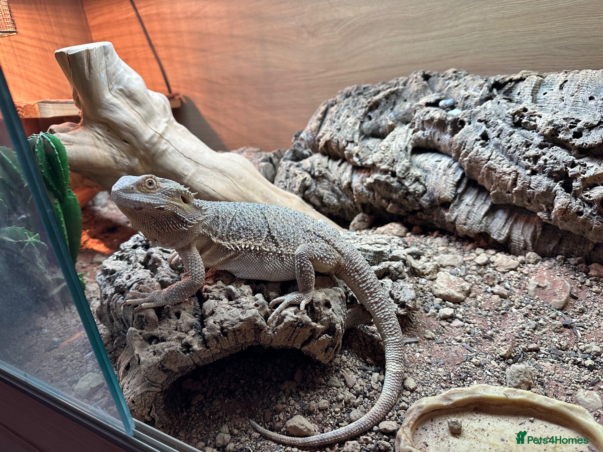 Bearded Dragon reptiles for sale: Bearded Dragon with full vivarium setup - Advert 1