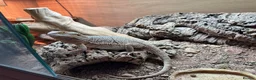 Bearded Dragon reptiles for sale: Bearded Dragon with full vivarium setup in Hitchin - Advert 1