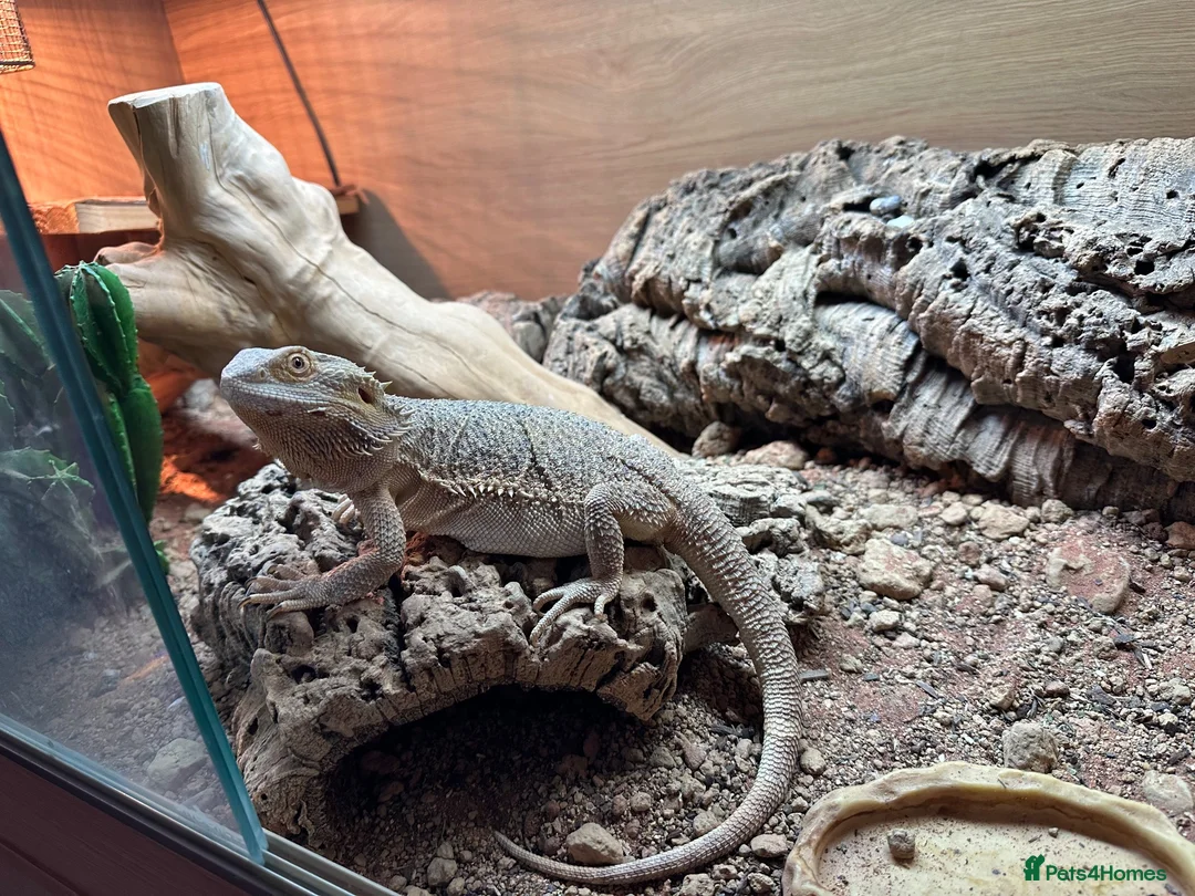 Bearded Dragon reptiles for sale: Bearded Dragon with full vivarium setup in Hitchin - Advert 1
