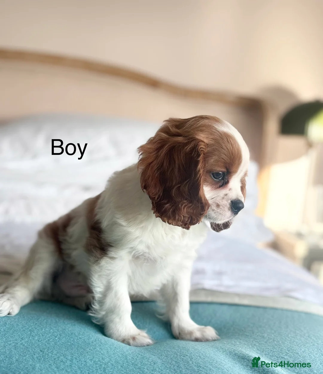Cavalier King Charles Spaniel dogs for sale: 🐾KC reg,Extensively health tested Cavalier pups🐾 - Advert 5