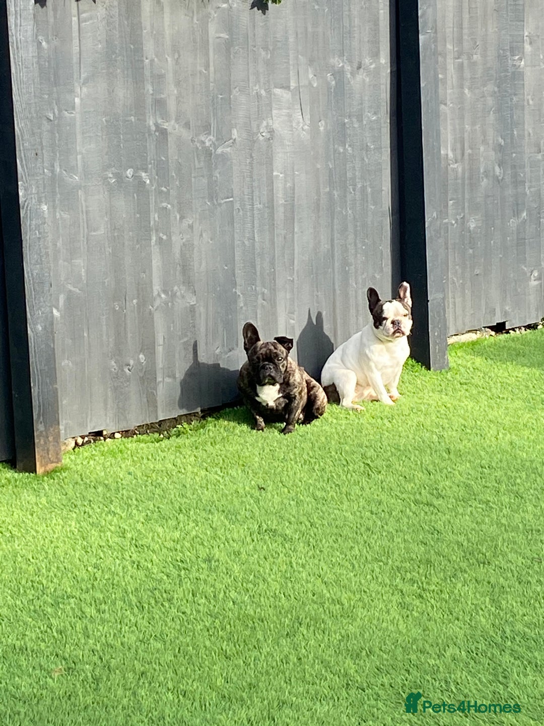 French Bulldog dogs for sale: 💕Beautiful Bella- Ready for her forever home💕 - Image 10