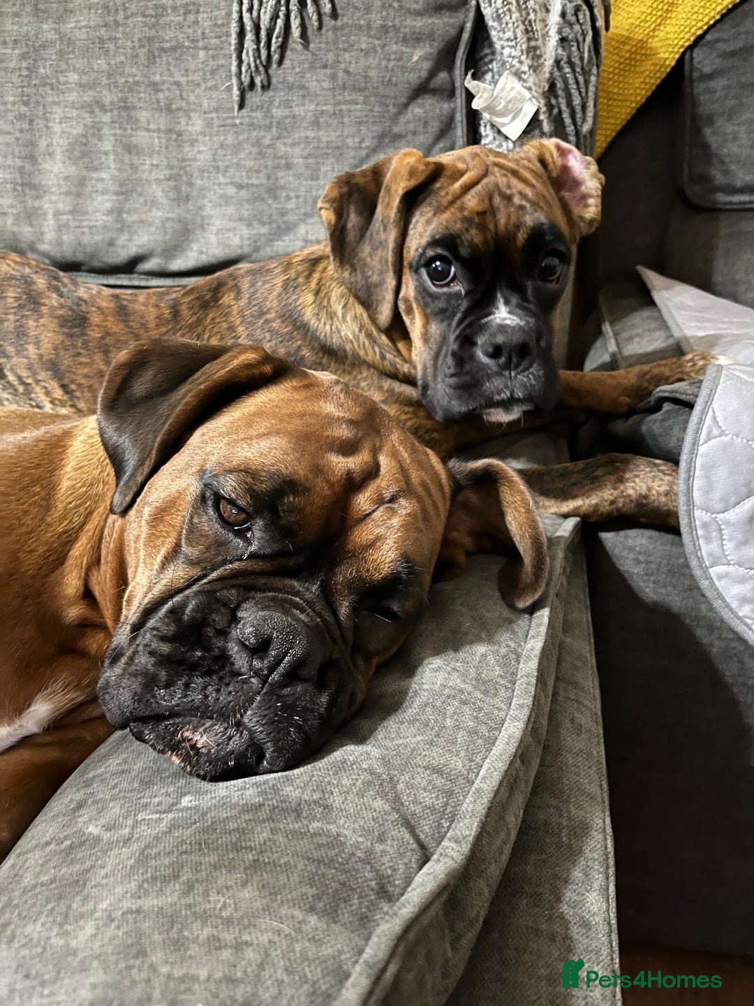 Boxer dogs for sale: Rare Beautiful KC registered puppies for sale  - Advert 9