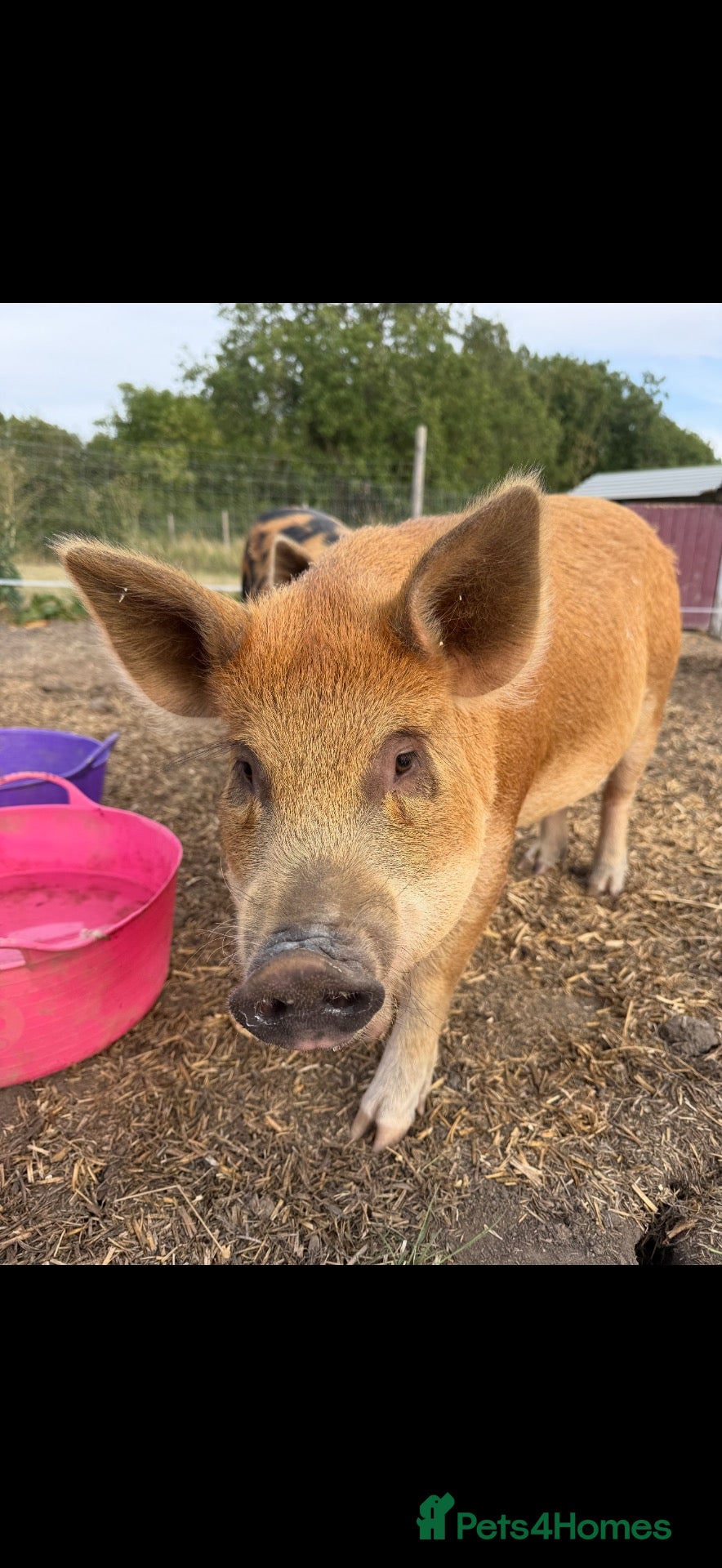 Pig livestock Kune Kune pigs  - Advert 1