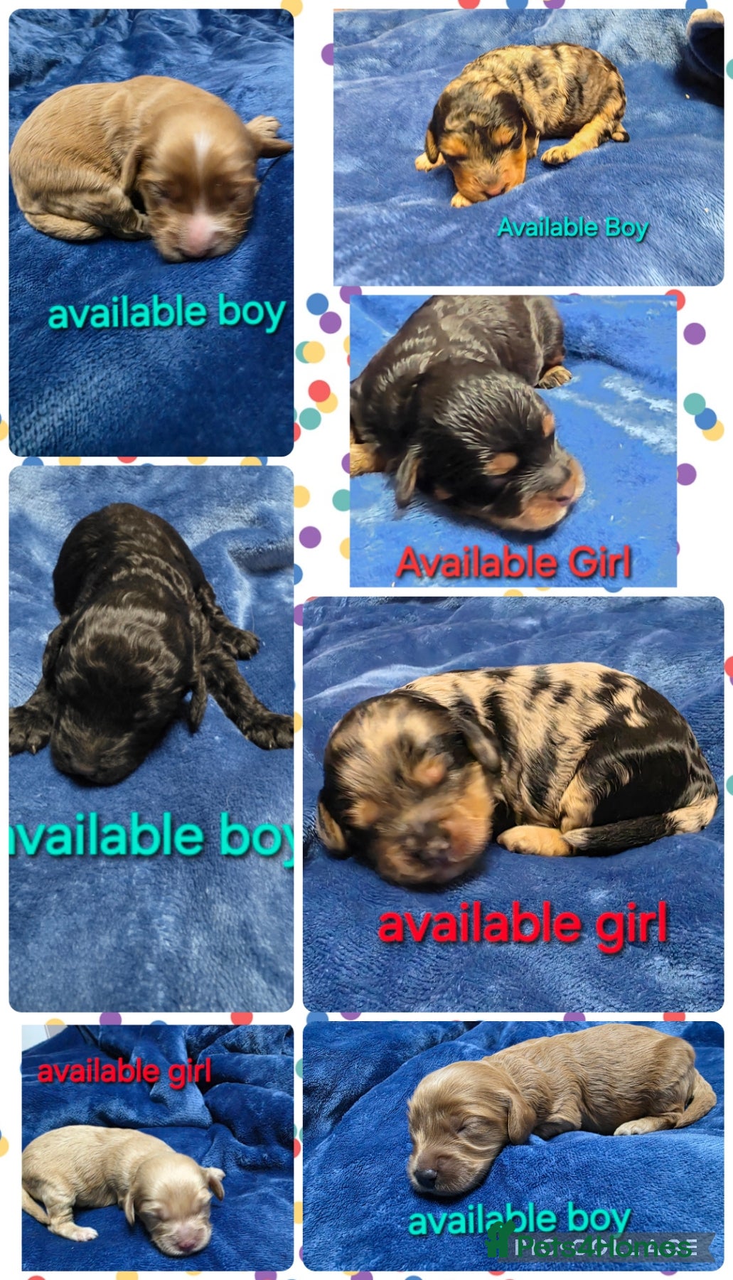 Cockapoo dogs Cockapoo puppies - Advert 6