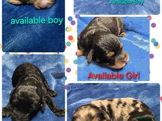 Cockapoo dogs Cockapoo puppies - Advert 6