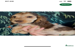 Cocker Spaniel dogs for sale: 100% Kc Show Cockers (Health Tested Clear) - Image 5