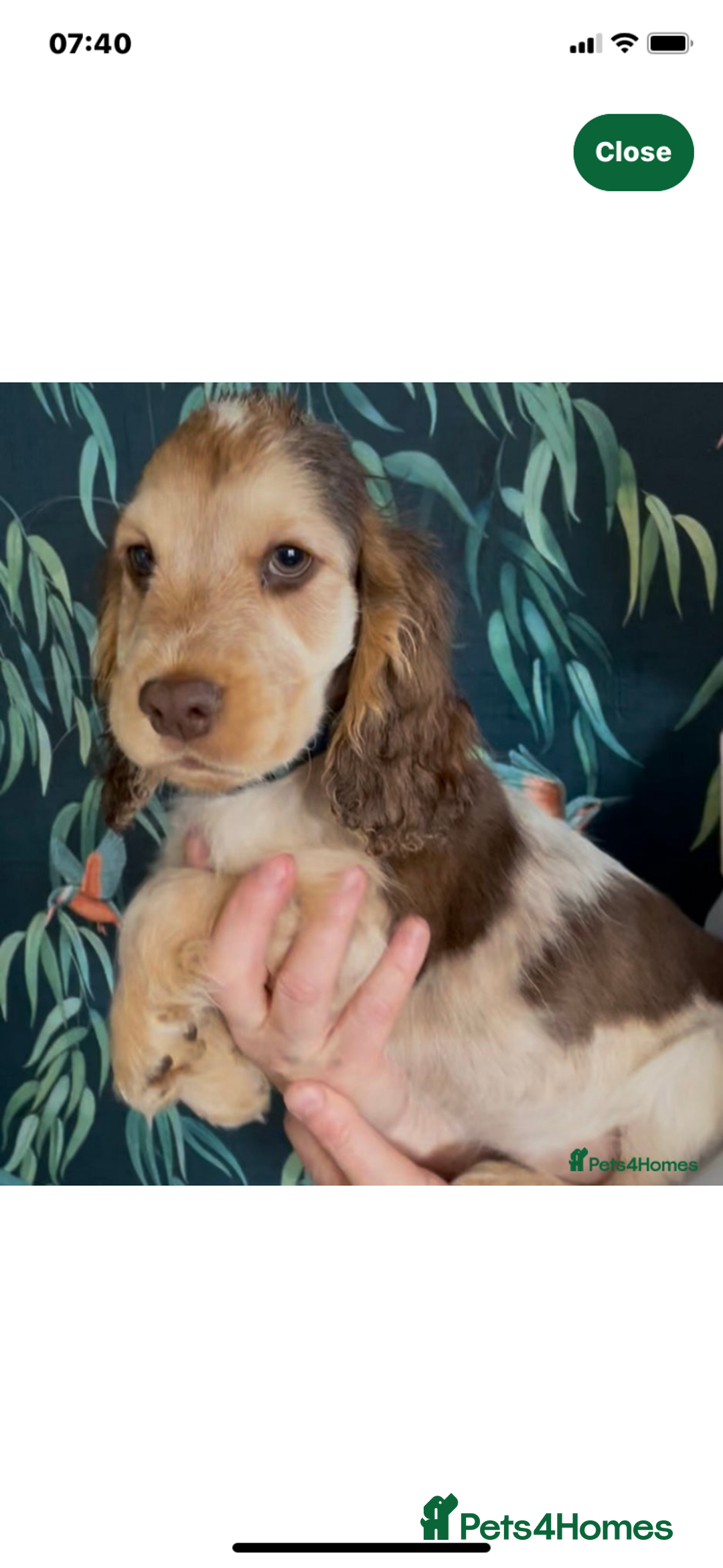 Cocker Spaniel dogs for sale: 100% Kc Show Cockers (Health Tested Clear) - Image 5