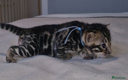 Bengal cats for sale: Pedigree Health Tested TICA Bengal Kittens - Image 10